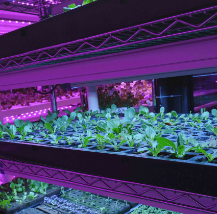 indoor farm at stamba hotel with industrial brick walls and artificial grow lights for plants